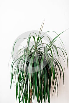 indoor plant close-up on a white background