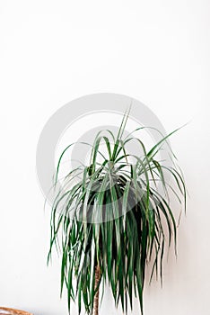 indoor plant close-up on a white background