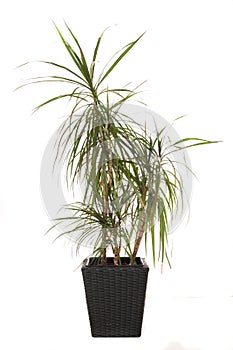 indoor plant dracaena marginata isolated photo