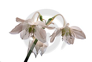 Indoor plant Eucharis amazonica inflorescence isolated on white background