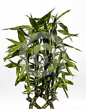 Indoor plant in a flower pot on a white background.