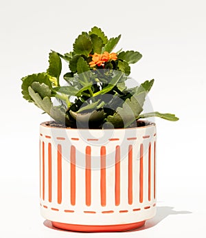 Indoor plant in a flower pot on a white background.