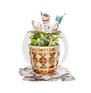 Indoor plant with money bills