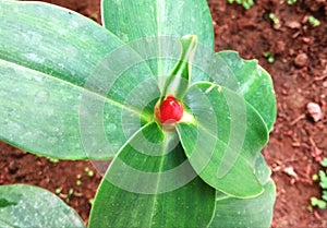 Indoor plant neat leaf venation and red flower