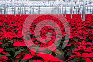 Indoor large greenhouse poinsettia flowers