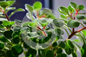 Indoor Plant in Pot on Sunny Window Sill.