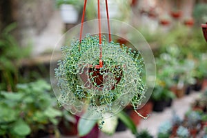 Indoor plant Rowley godson in a pot