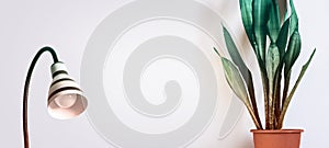 Indoor plant Sansevieria and stylish lamp against a white wall. Scandinavian interior Concept