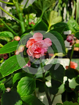 Indoor plant Waller`s Balsam