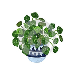 Indoor plant watercolor illustration. Chinese money plants or  missionary plants in a cute hanging pot