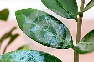 Indoor plant Zamioculcas