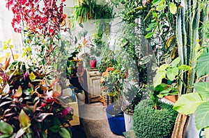 Indoor plants