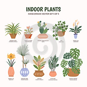 Indoor Plants - Colorful. Set 5 of 5