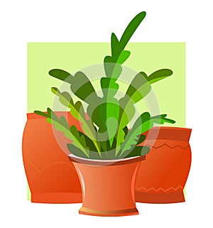 Indoor plants and flowers. In ceramic pots. Homemade beautiful herbs. Isolated on white background. Still life. Cartoon