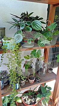 indoor plants, garden inside the house