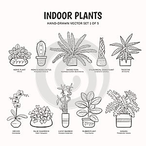 Indoor Plants - Lineart. Set 1 of 5