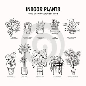 Indoor Plants - Lineart. Set 3 of 5