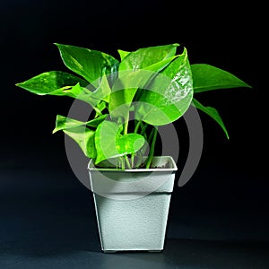 Indoor plants in pot on black background