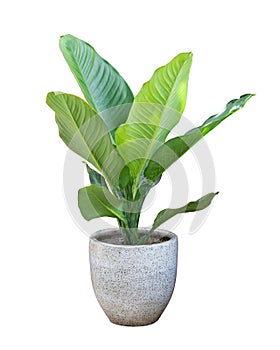 Indoor plants in pot isolated on white background