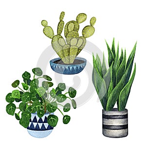 Indoor plants in a pot set . Watercolor plants set. Home plants potted