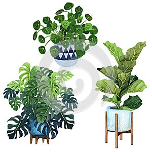 Indoor plants in a pot set . Watercolor plants set. Home plants potted