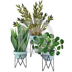 Indoor plants in a pot . watercolor set. ZZ Plant Zamioculcas,  Snake Plant Sansevieria, Chinese money plants or  missionary