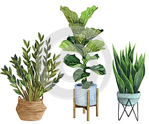 Indoor plants in a pot . watercolor set.  ZZ Plant Zamioculcas,  Snake Plant Sansevieria,  Fiddle Leaf Fig in a pot