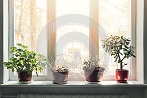 Indoor plants in pots on sunny window sill