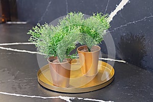 Indoor plants in retro style on marble surface