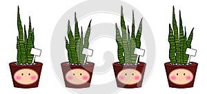 Indoor plants sansevieria