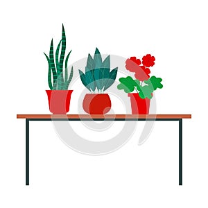 Indoor plants stand on the table. Different home flowers in pots