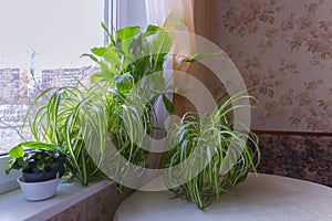 Indoor plants stand on the windowsill and table.