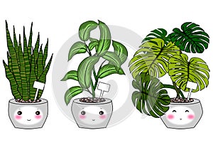 Indoor plants summer set isolated