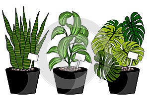 Indoor plants summer set isolated