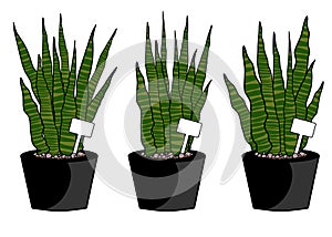 Indoor plants summer set isolated