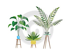 Indoor plants. Tropical ficus or palm in pot on wooden stands, houseplant decorative collection, colorful flowerpot and