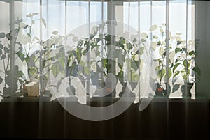 Indoor plants on the windowsill behind the tulle and curtains