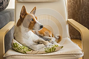 Indoor portrait of cute basenji dog having rest on its favorite place in