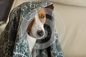 Indoor portrait of royal basenji dog hiding under coverlet