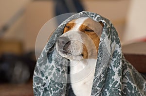 Royal basenji dog meditating under coverlet photo