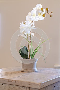 Indoor potted orchid with beautiful white flowers on a wooden side table