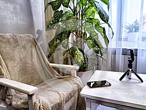 Indoor Relaxation Corner With Armchair, Potted Plant, and Smartphone on Tripod. Cozy interior with a chair and lush