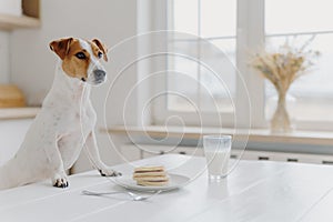 Indoor shot of pedigree dog poses at white desk, wants to eat pancake and drink glass of milk, poses over kitchen interior.