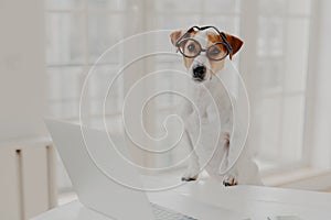 Indoor shot of pedigree jack russell terrier wears optical glasses, keeps paws on white office desk, works on laptop computer,