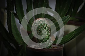 Indoor small cactus in a pot against the background of a large phyllocactus