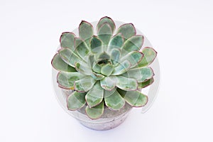 Indoor small green plant succulent isolated on white background top view