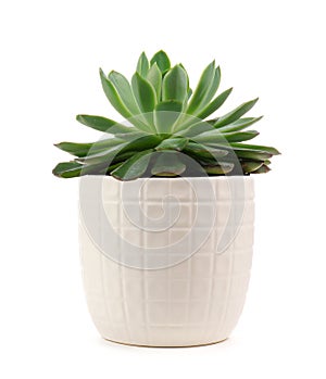 Indoor succulent plant in white pot isolated on white