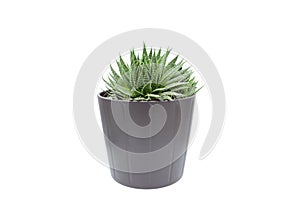 Indoor succulent plant in white pot isolated on white