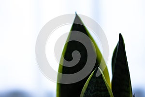 Snake plant close-up on blurred background photo