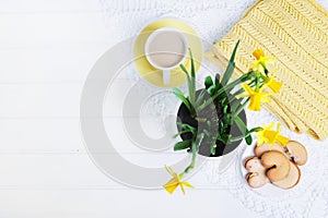 Indoor table setting. Narcissus flower in a pot with cookies and